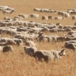 Sheep at Kendenup