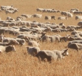 Sheep at Kendenup