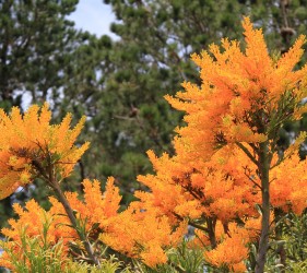 WA Christmas Tree - Nuytsia Floribunda