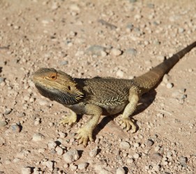 Bearded Dragon