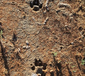 Wild dog prints