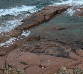 Seals at Point Labatt, South Australia