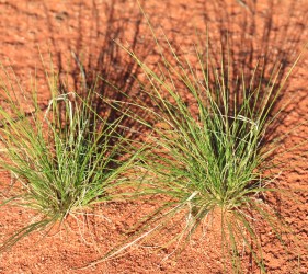 Spiky plant at Lake Gairdner National Park